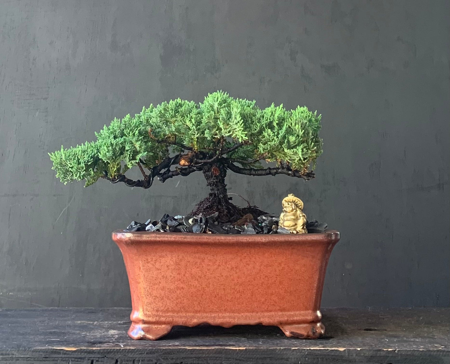 Juniper - Medium