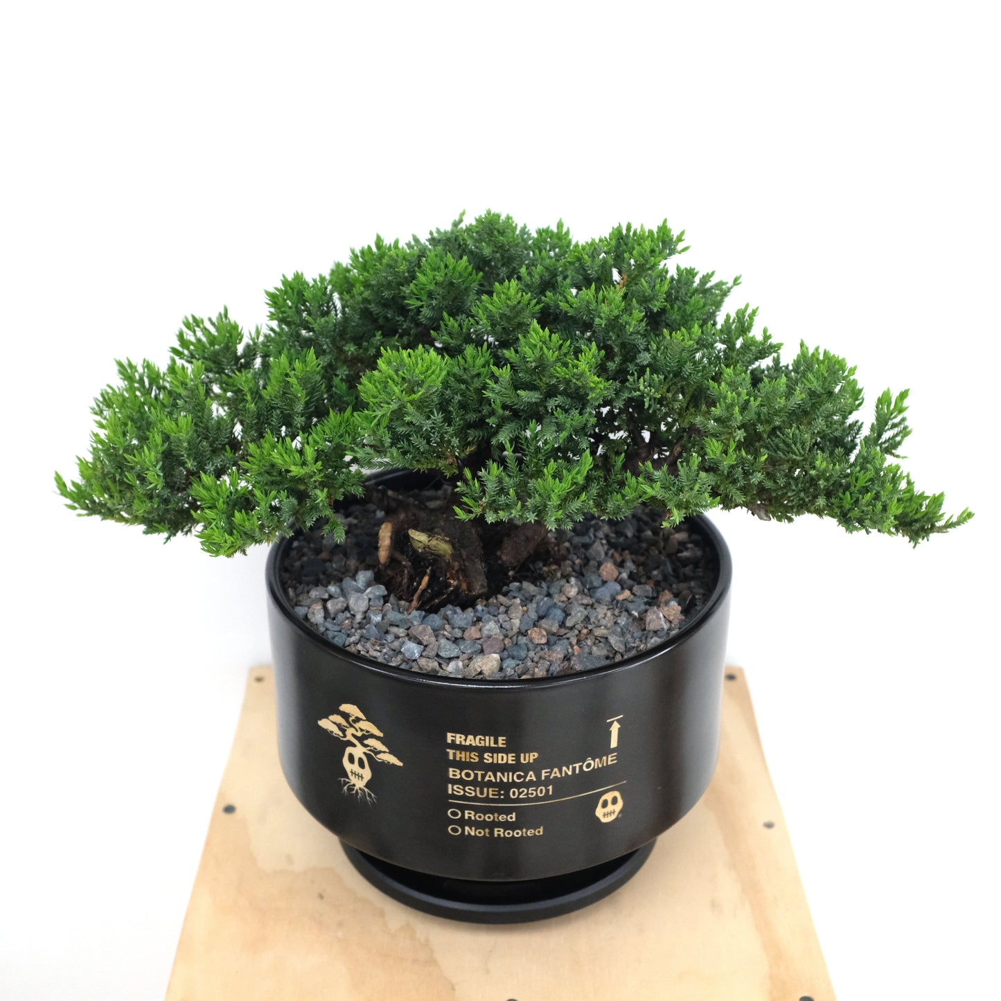Juniper Bonsai