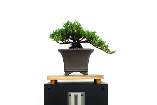 Juniper - Medium