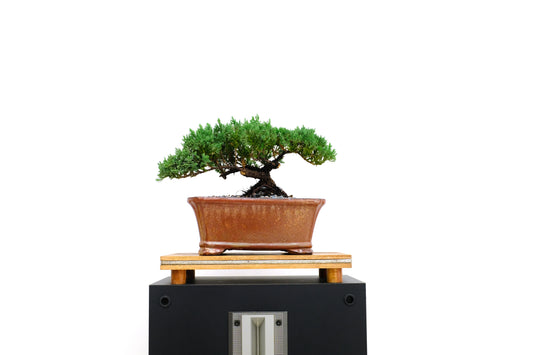 Juniper - Medium