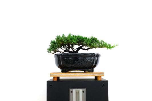 Juniper Medium