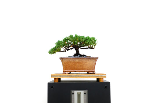 Juniper - Medium