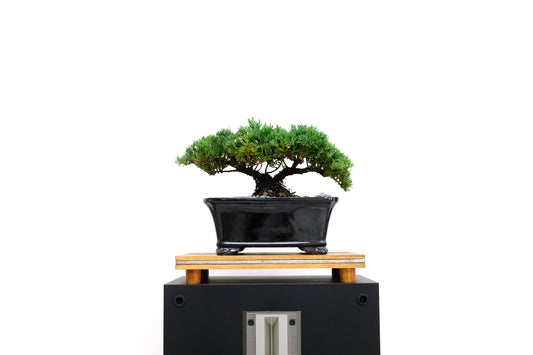 Juniper Medium