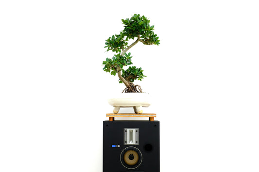 Ficus - Green Island