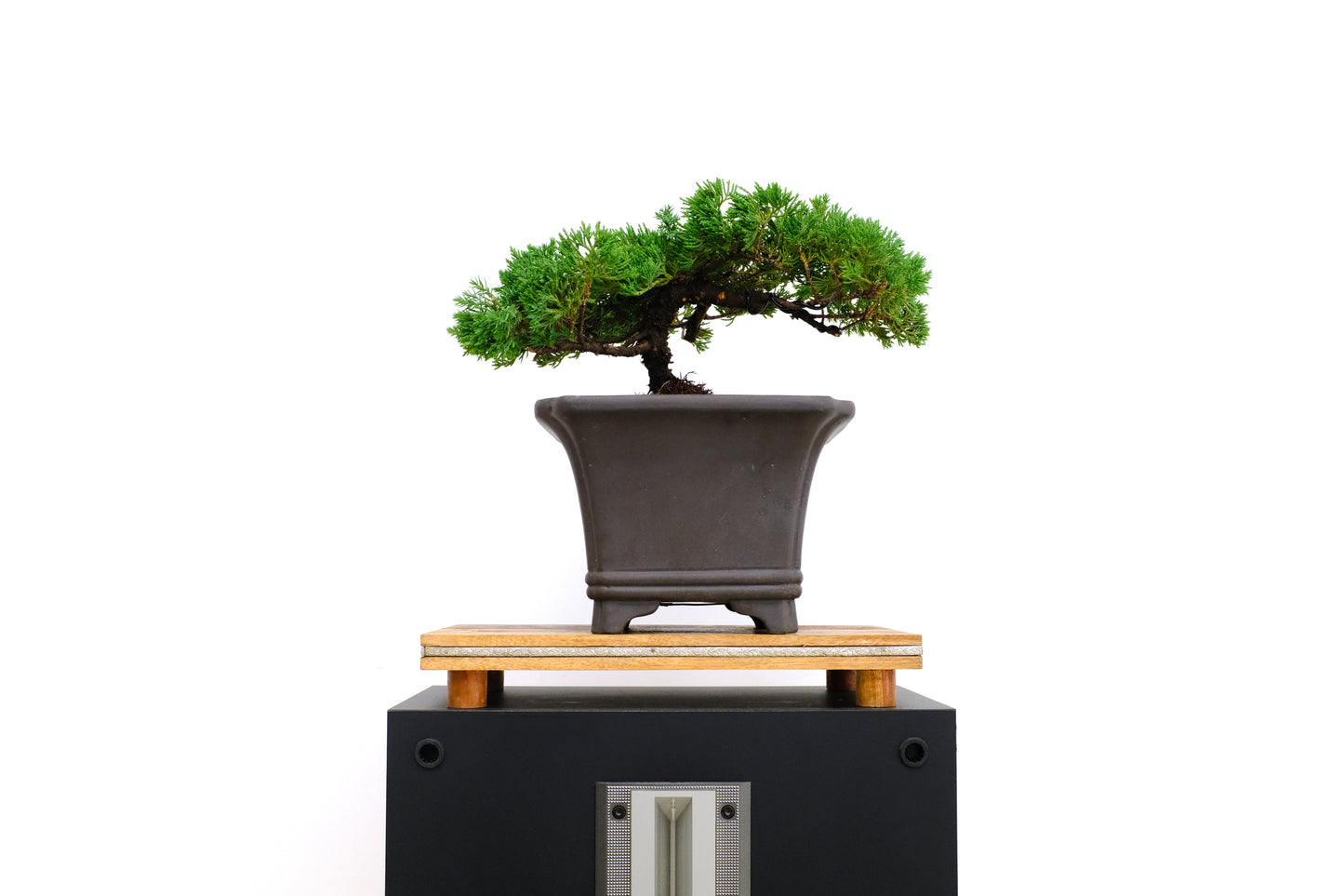 Juniper Medium