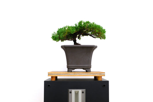 Juniper Medium