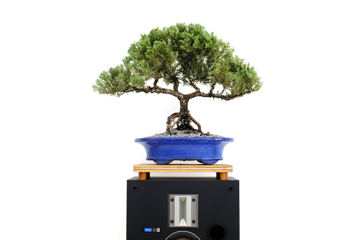 Juniper Large