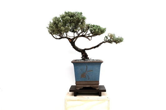 Juniper Large