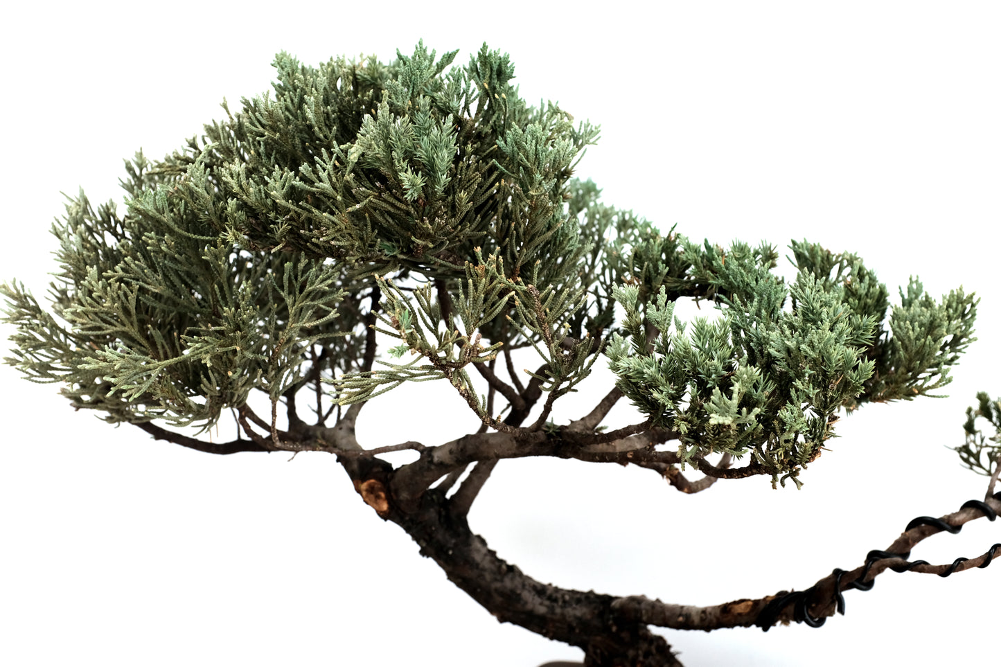 Juniper Large