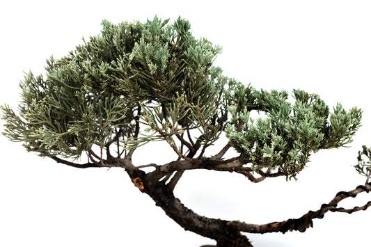Juniper Large