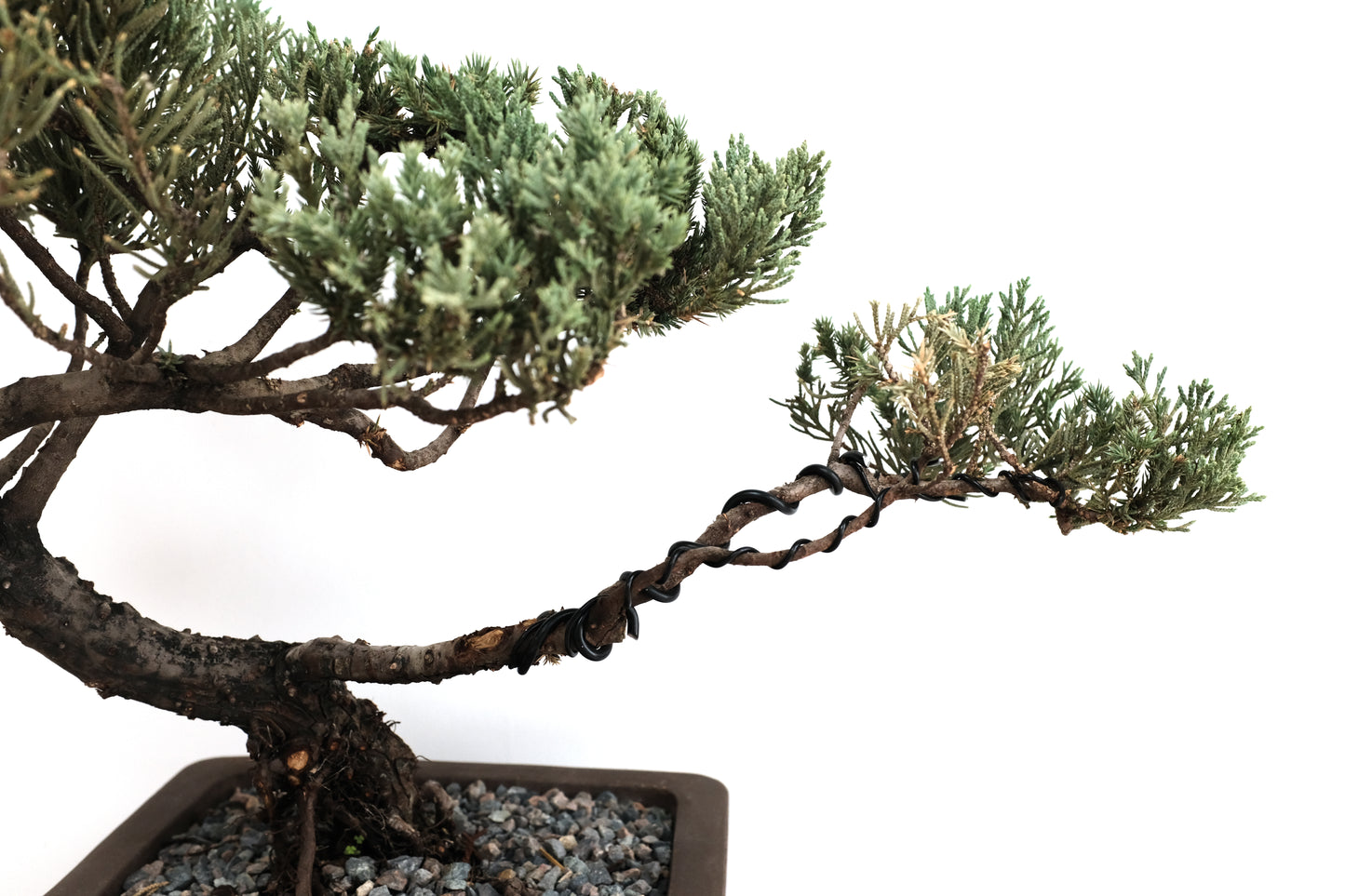 Juniper Large