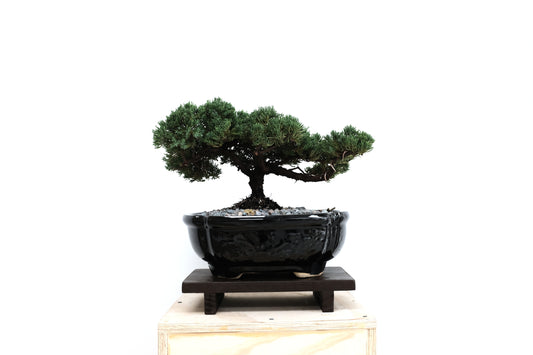 Juniper - Medium