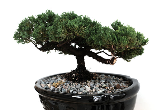 Juniper - Medium