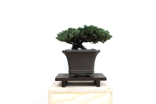 Juniper Medium