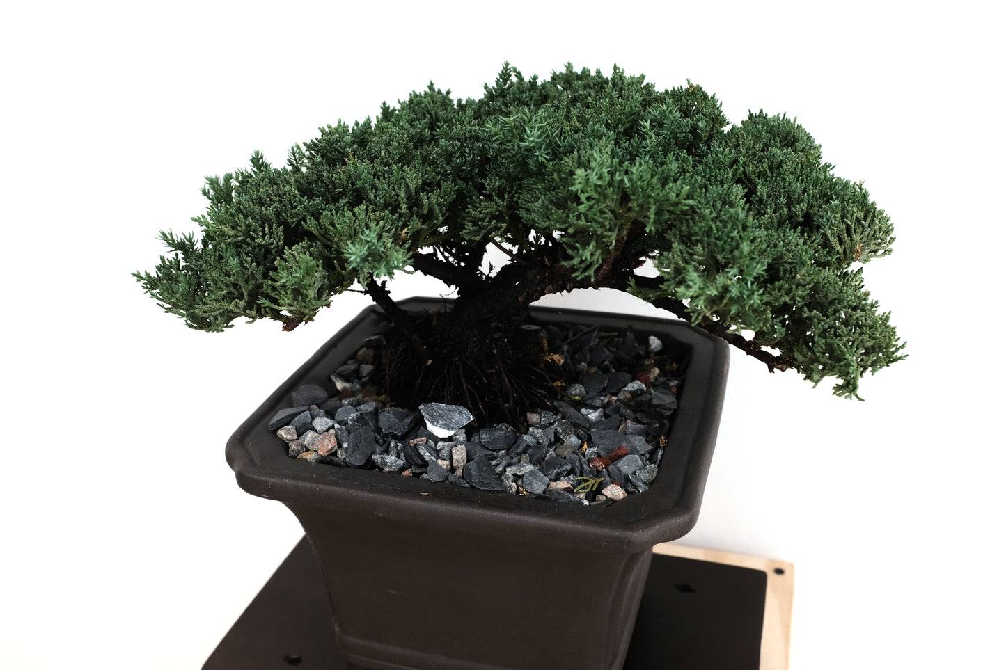 Juniper Medium