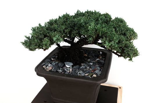 Juniper Medium