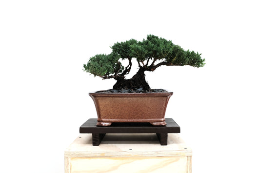 Juniper - Medium