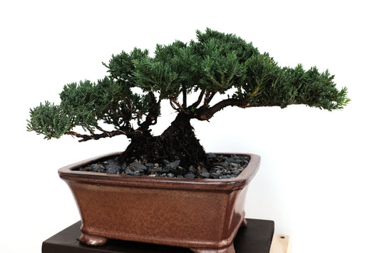 Juniper - Medium
