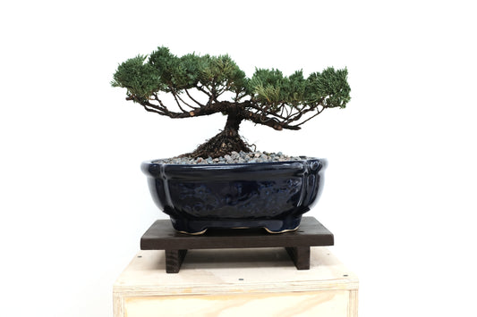 Juniper - Medium