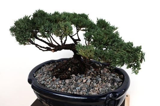 Juniper - Medium