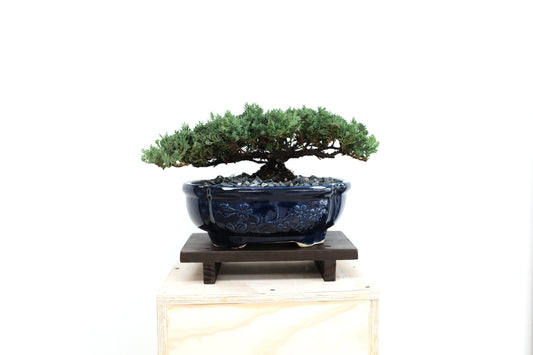 Juniper - Medium