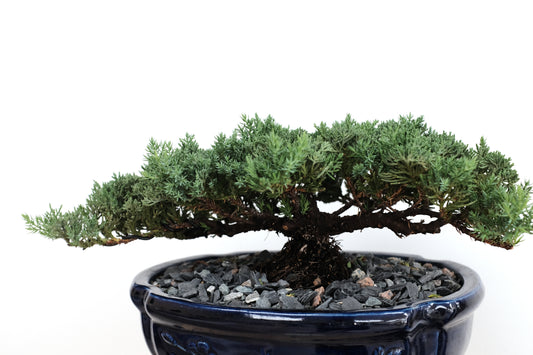 Juniper - Medium