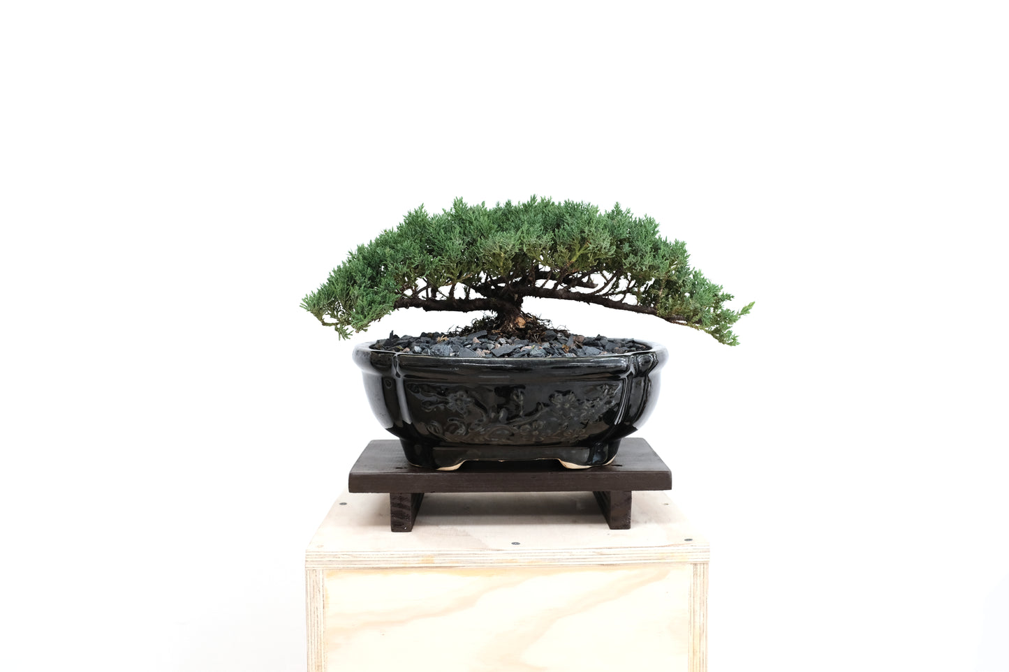 Juniper - Medium