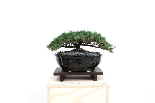 Juniper - Medium