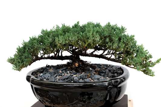 Juniper - Medium