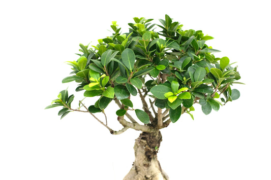 Ficus Ginseng