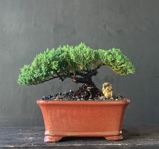 Juniper - Medium