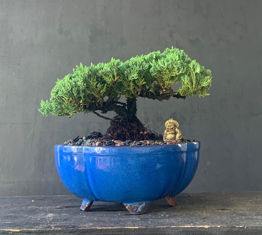Juniper - Medium