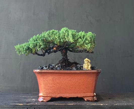 Juniper - Medium