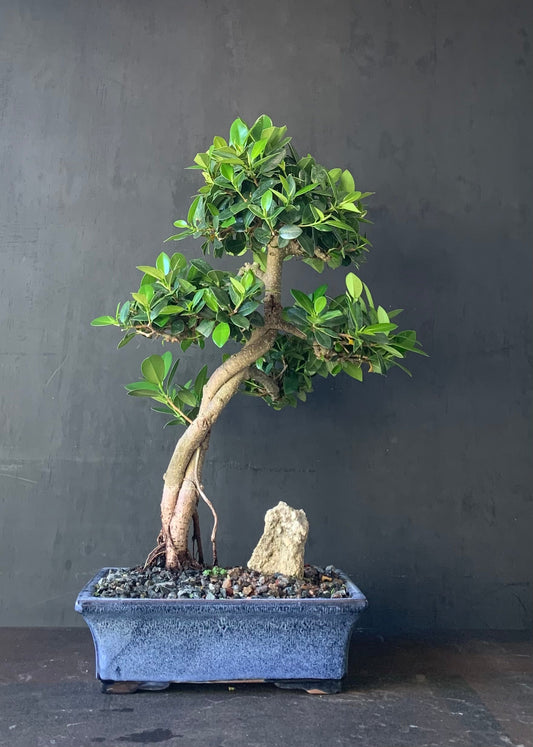 Ficus - Green Island