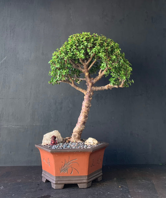 Jade - Large