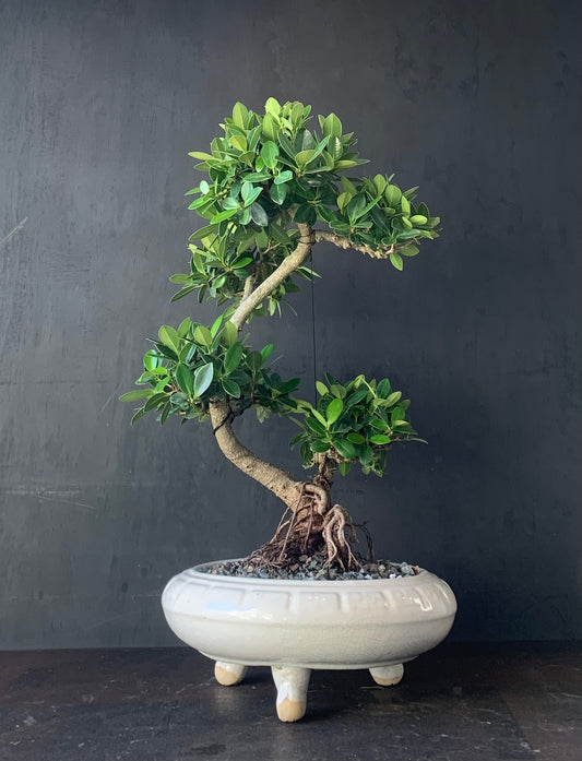 Ficus - Green Island