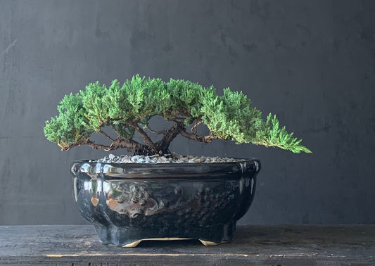 Juniper Medium