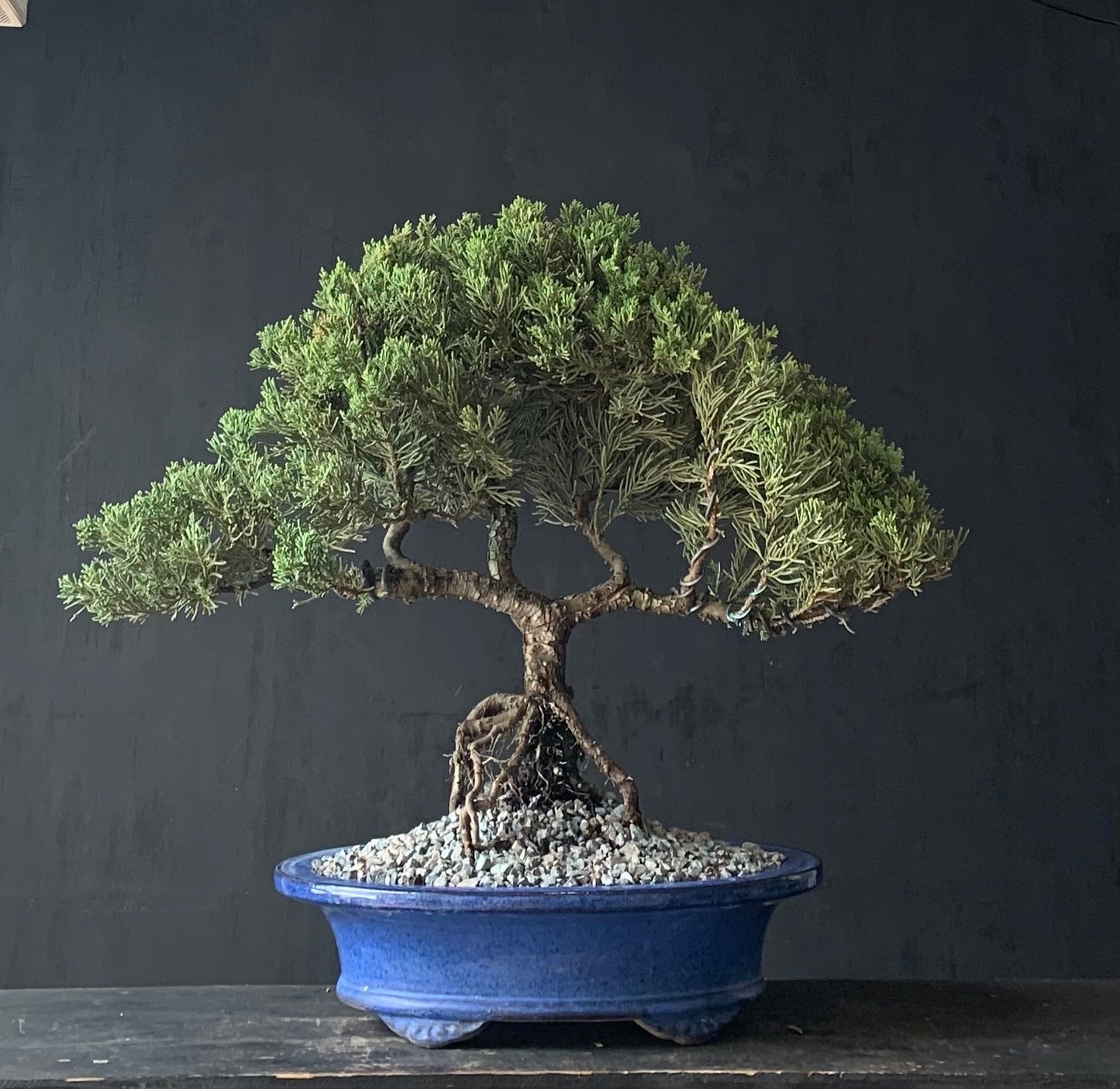 Juniper Large