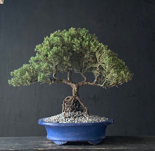 Juniper Large