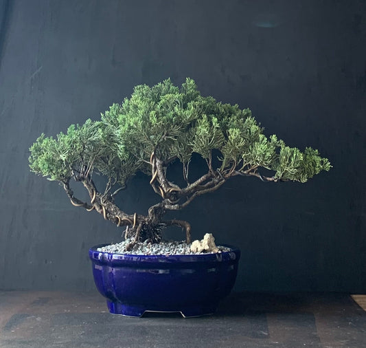 Juniper Large