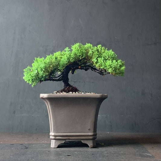 Juniper Medium