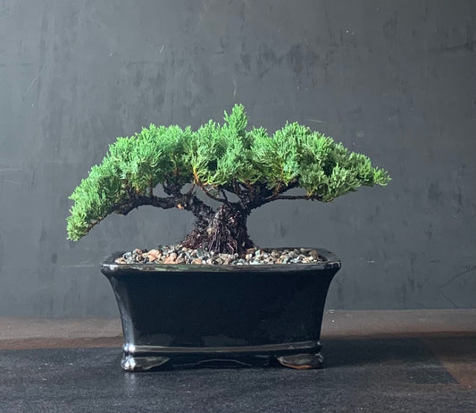 Juniper Medium
