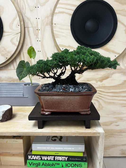 Juniper - Medium