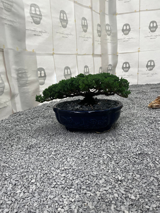Juniper - Medium