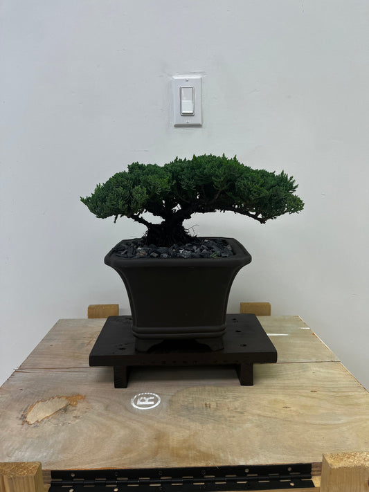 Juniper - Medium