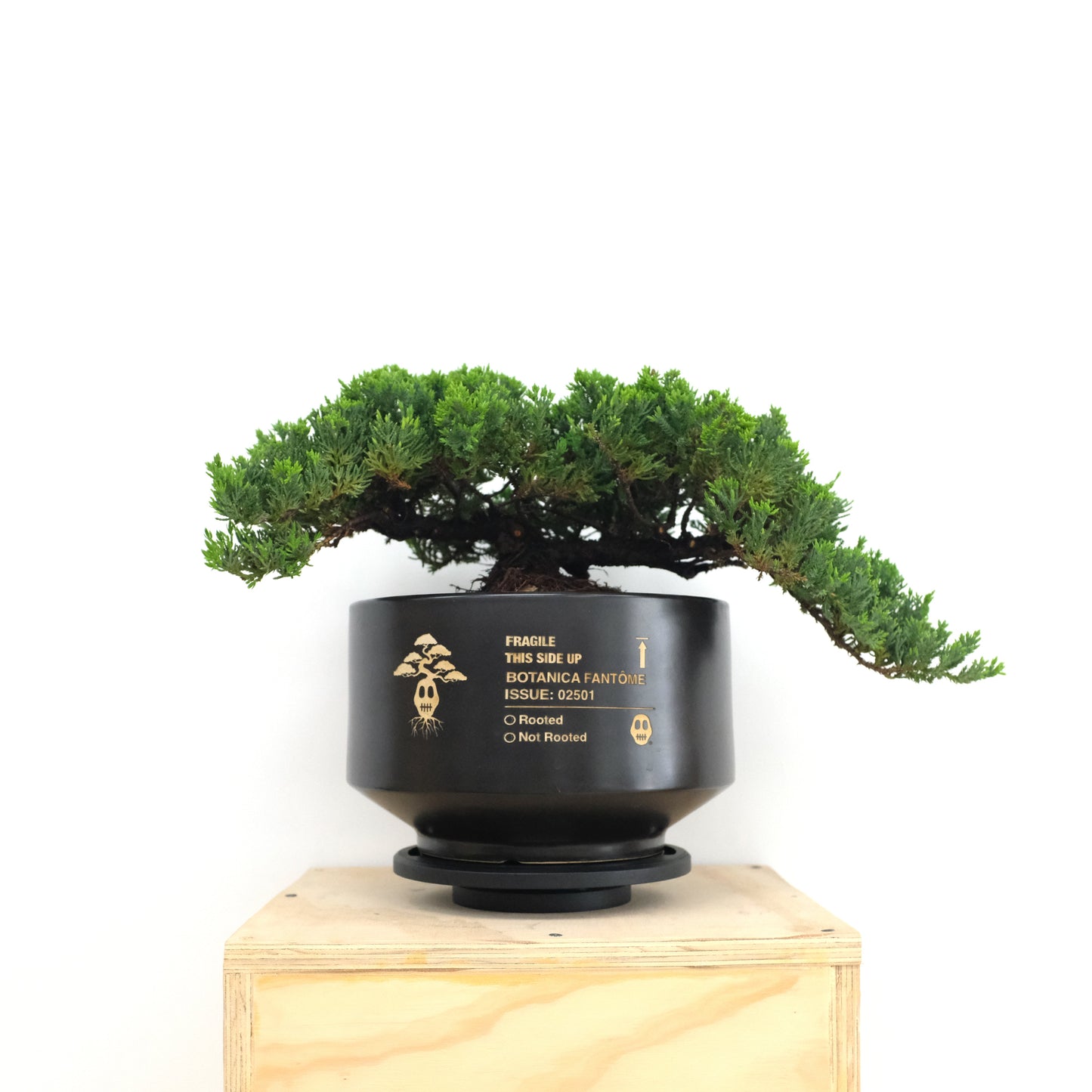 Juniper Bonsai