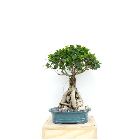 Ficus Ginseng